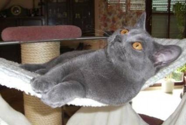 Chartreux, der reinrassige Kartäuser - Kartaeuser - Mühlhausen