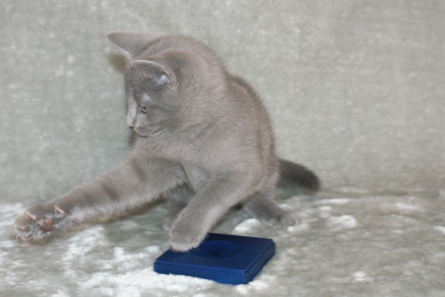 Russisch Blau Kitten - Russisch Blau - Essen