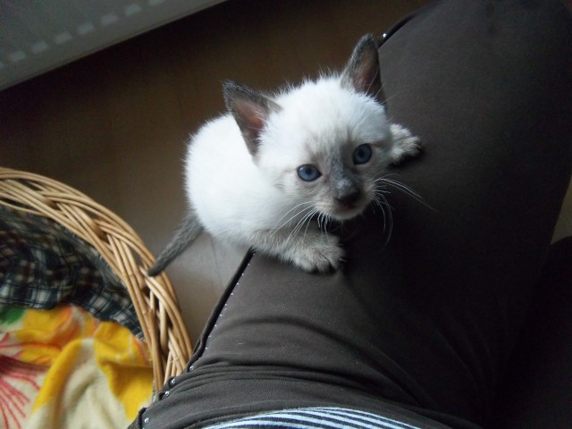 Thai-Kitten sucht neues Zuhause - Thai - Augustdorf