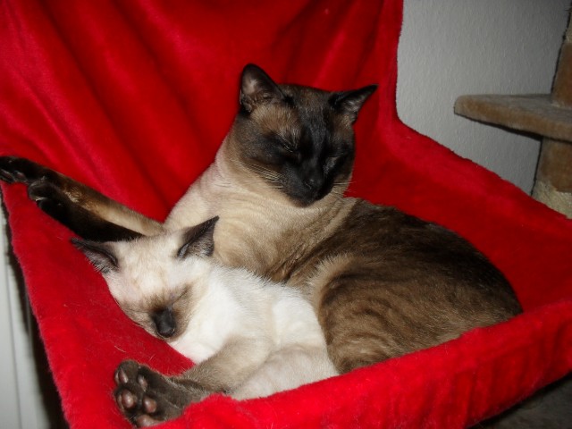 Unser wunderschöner Deckkater Bobbi sucht eine nette Katzendame.  - Deckkater - Krumbach Schwaben