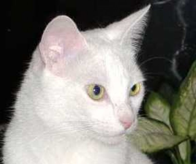 Tauber, weißer Kater Felix verliert erneut sein Zuhause! - Orientalische Kurzhaar - Oberhausen