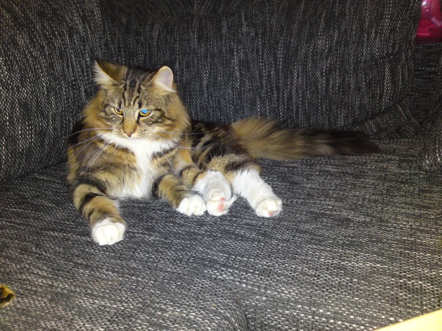 Deckkater Poldi - Norwegische Waldkatze - köln