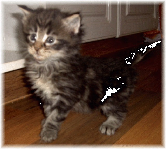 Norwegische Waldkatzenbabys in der Amberfarbe mit Gesundheitszeugniß! - Norwegische Waldkatze - Wetter