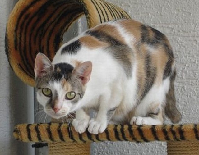 Tierschutz : FELI - hundefreundliche Glückskatze f. Einzelhaltung (Feb. 2010)  - Freigaenger - Rodgau (Pflegestelle)