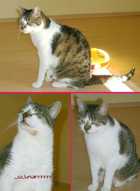 Tierschutz : LILLY mit dem süßen Nasenklecks sucht Menschen mit Zeit (Feb. 201 - Hauskatzen - Rodgau (Pflegestelle)