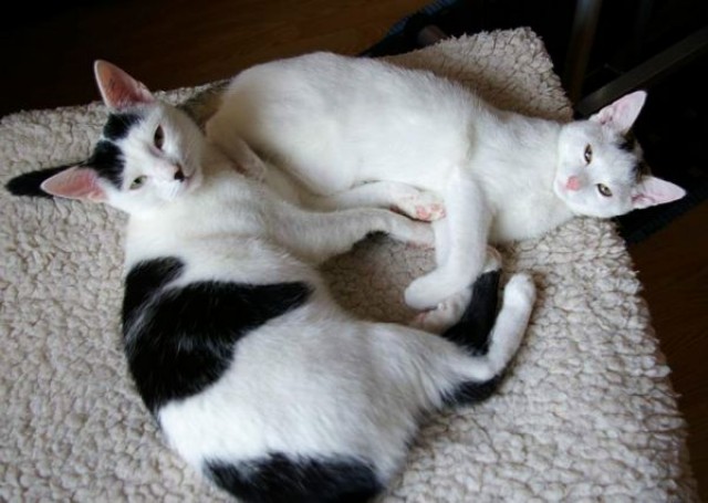 Tierschutz : ZWIEBEL & WATSON - Katze & Jungkater (Feb. 2010) - Freigaenger - Nieder-Wöllstadt (Pflegestelle)