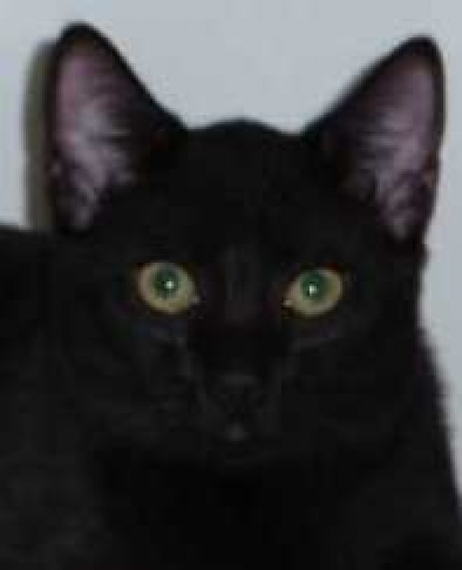Liebes Katzenkind Zenon sucht verantwortungsvolles Zuhause! - Hauskatzen - Oberhausen