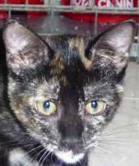 Liebes Schildpatt Katzenkind sucht verantwortungsvolles Zuhause! - Hauskatzen - Oberhausen