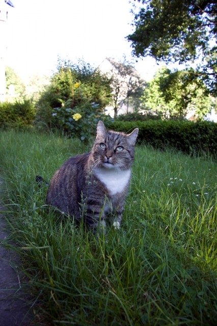 Hübscher, lieber kater abzugeben - Freigaenger - hamburg