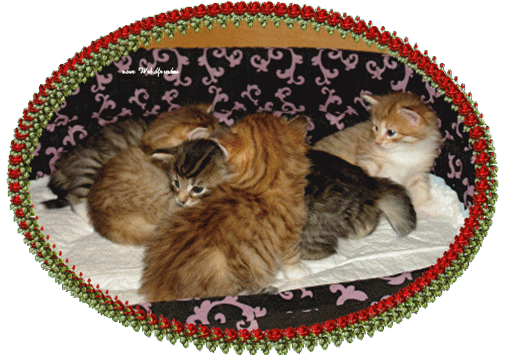 Norwegische Waldkatzen vom Waldfrieden - Norwegische Waldkatze - Reichenbach Oberlausitz