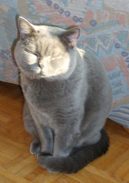 Blauer BKH Deckkater - British Kurzhaar - Werl