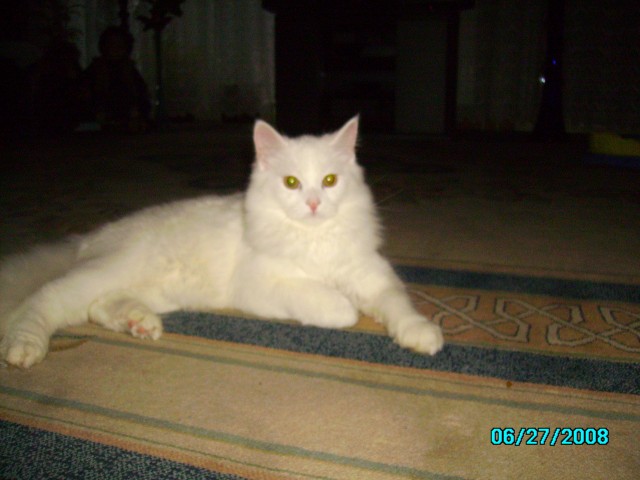 Türkisch Angora Deckkater - Deckkater - dortmund
