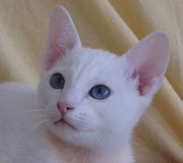 Thaikatzen von Sajam-Thai - seltenes foreign-white - - Thai - Burghausen