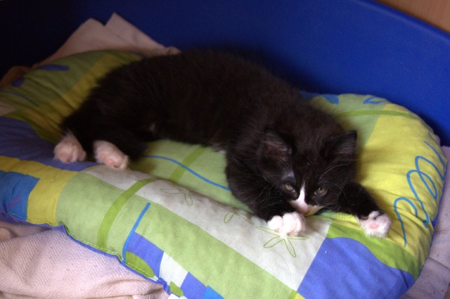 Wunderschöne Maine Coon Kitten suchen neues Zuhause - Maine Coon - Reurieth