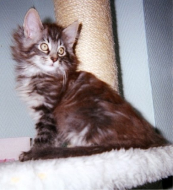 Norwegisches Waldkatzenbaby Kater - Norwegische Waldkatze - Essen