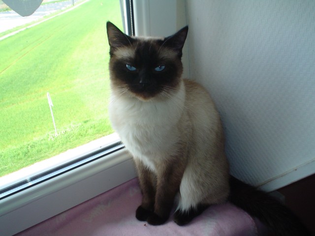 Suche Siamdeckkater zum decken meiner Wunderschönen Kitty - Deckkater - Dormagen