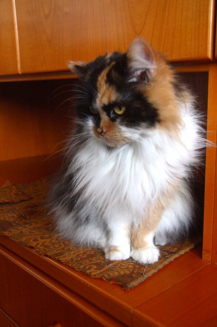 Perser-Wald-Mixkatze sucht Deckkater - Deckkater - Wald