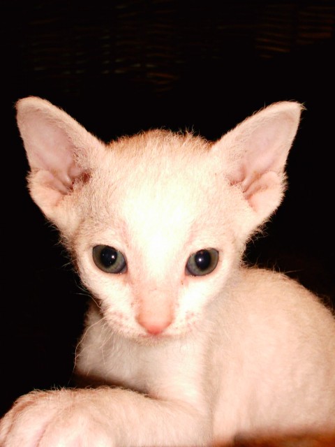 Don Sphynx weiss - Sphynx - Euerbach