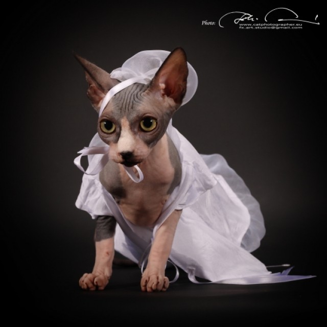Sphynx Katzen Babys 22159 Hamburg Katzen Zu Verkaufen 5637 Kleinanzeigen