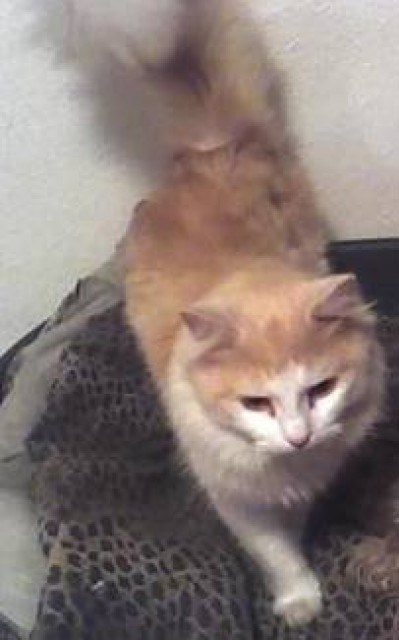 Dringend liebevolles neues zu Hause für unsern Norweger gesucht!! - Norwegische Waldkatze - Reinsdorf