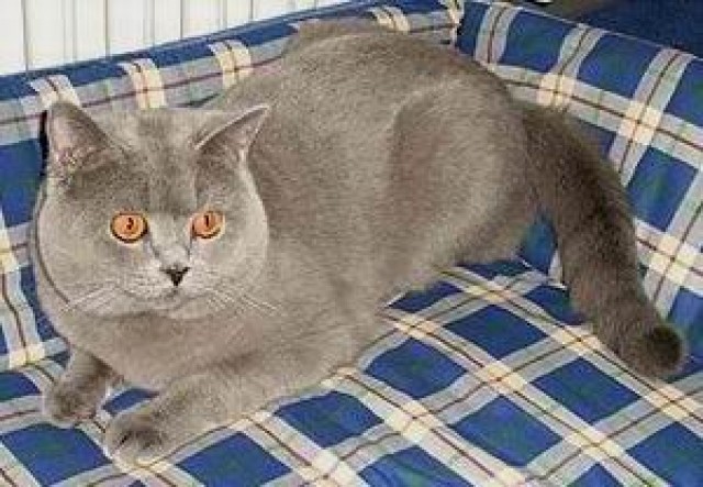 BKH/KARTÄUSERKATER kastr. abzugeben! - Kartaeuser - Beckum