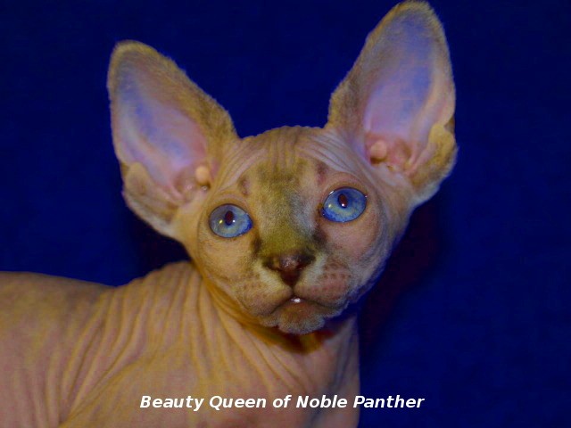 Canadian Sphynx Kitten - Sphynx - Bad Salzuflen