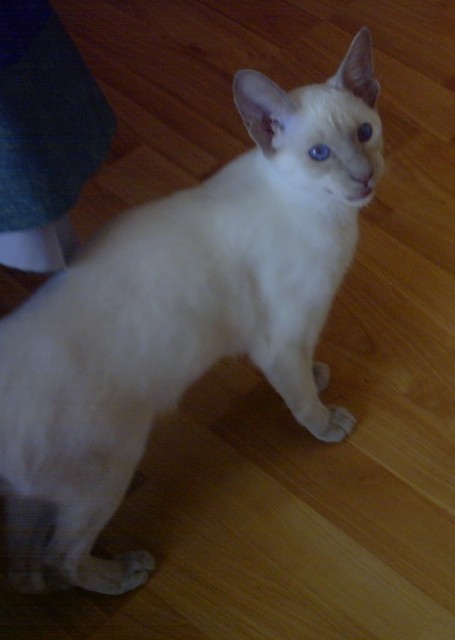 Siam Deckkater,Thai-Typ - Deckkater - Hamm