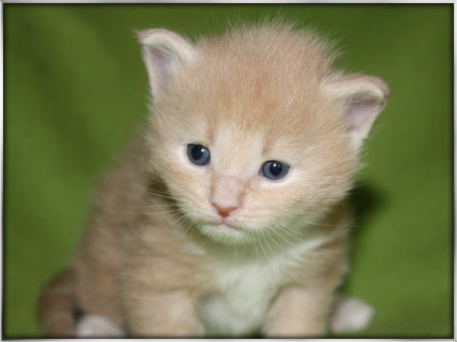 Zuckersüße Maine Coon Kitten mit Papieren - Maine Coon - Menden 