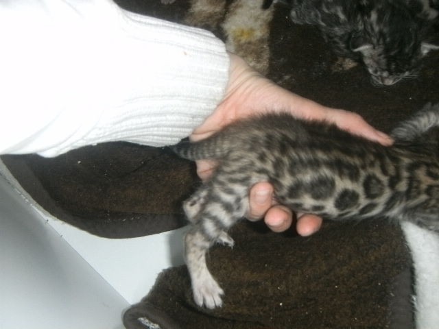 Bengal Kitten der Extraklasse - gigantische Kontraste - Bengal - griesheim