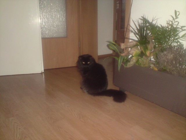 In die allerliebsten und besten Hände abzugeben - Angora - Esslingen