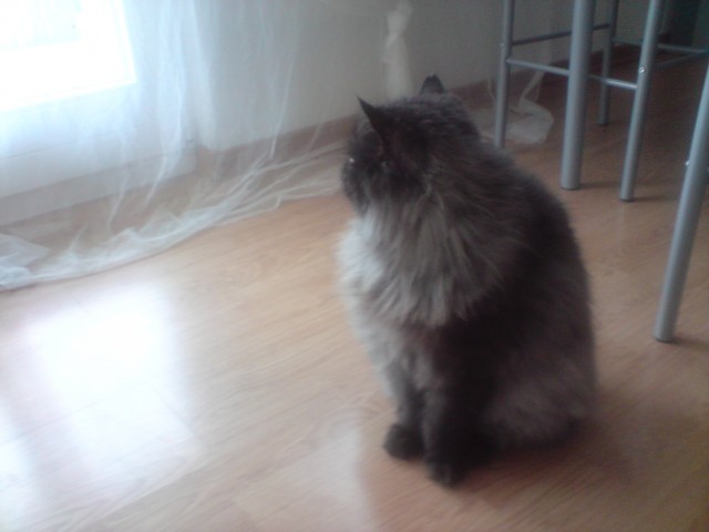 Persermix in die allerliebsten und besten Hände abzugeben - Mischling - Esslingen