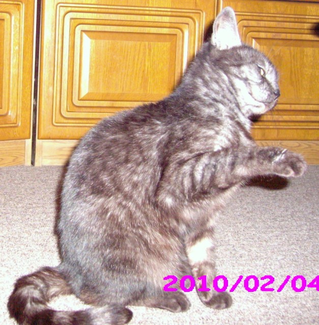 Verschenke sehr schöne hauskatze - Hauskatzen - ludwigslust