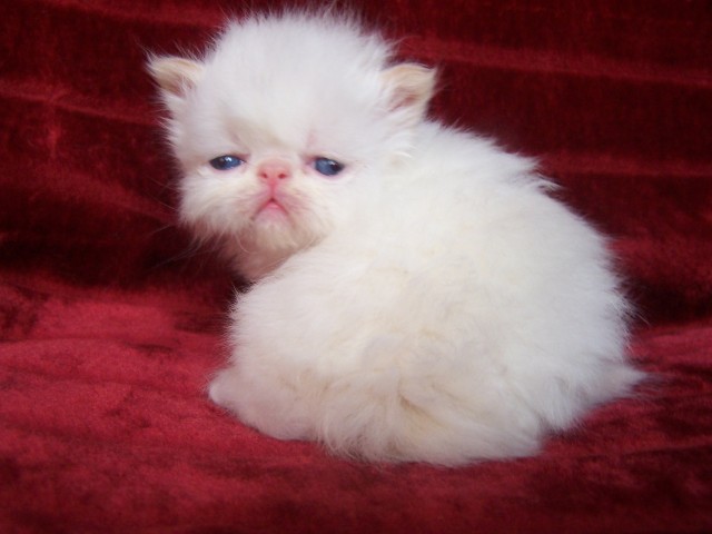 Perser-Colourpoint - Colourpoint - Marienberg