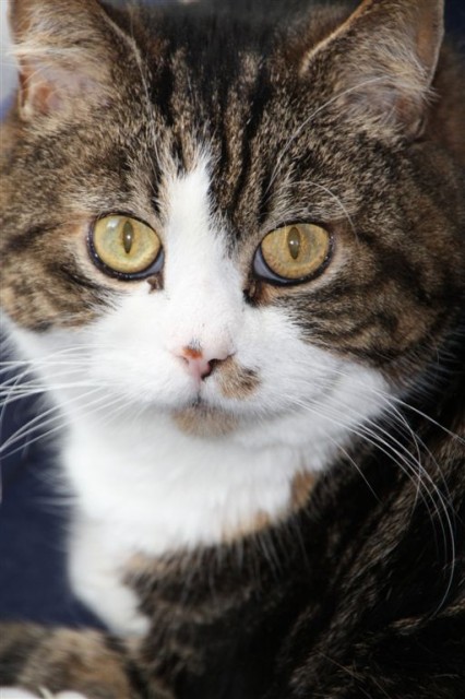 2 verschmuste Stubentiger suchen liebevolles Zuhause!!! - Hauskatzen - Berlin