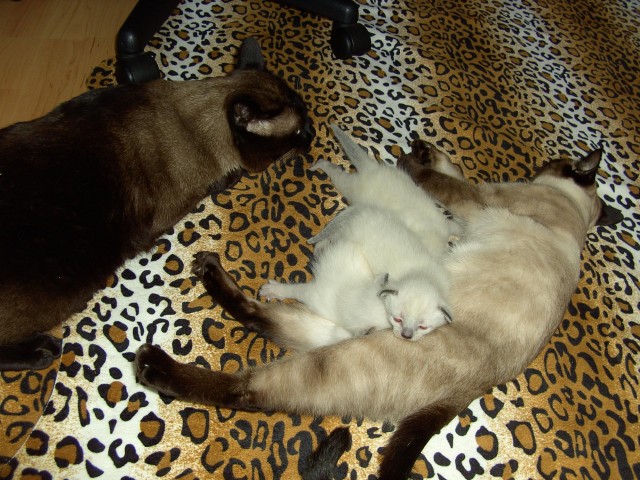 Süße reinrassige Siam Katzen Tonkanesen 3 Weibchen Farbe: Seal Point   - Siam - Bitburg