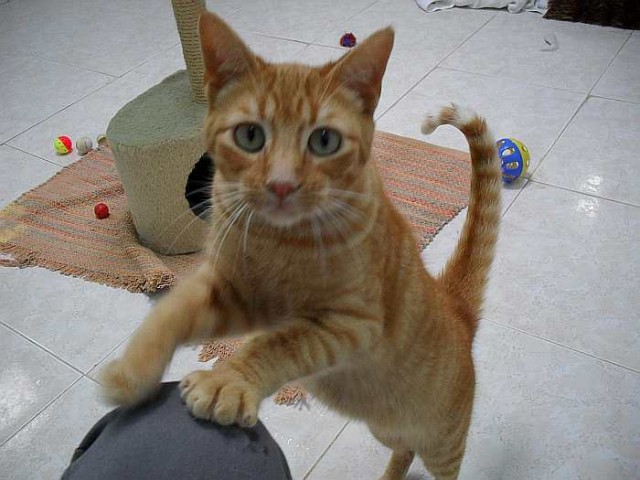 Lieber, roter Kater Modesto - Hauskatzen - Oberhausen