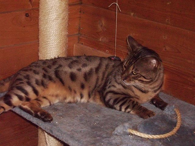 Bengal Zuchtkater zu verkaufen - Deckkater - sulzfeld