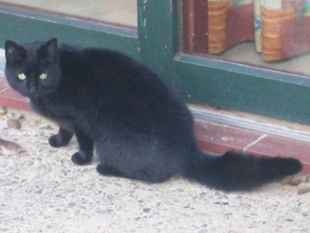 Süsse kastrierte zahme Katze kostenfrei abzugeben - Freigaenger - Winsen / Aller