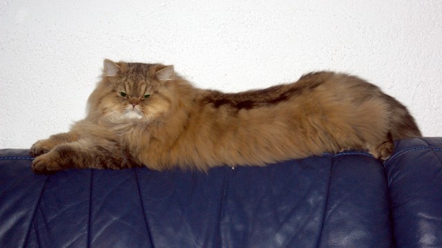 Reinrassiger Perser Deckkater mit Nase - Perser - Laichingen