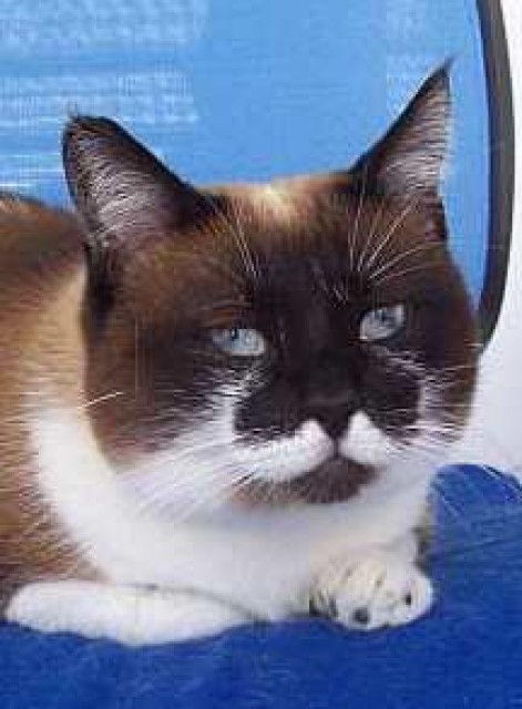 Lily und Lotus suchen gemeinsam verantwortungsvolles Zuhause! - Siam - Oberhausen