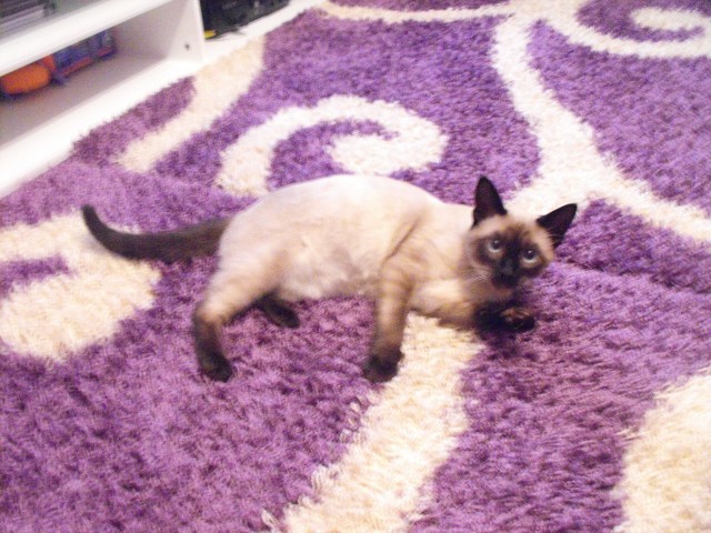 Deckkater sucht eine Dame siam - Deckkater - dortmund