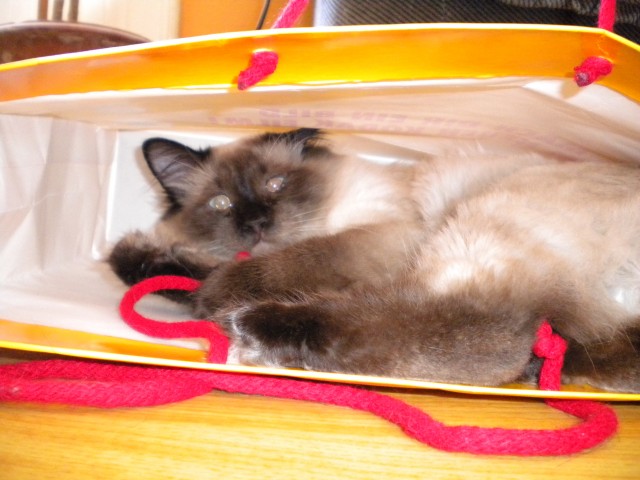 Biete Heilig birma Deckkater - Deckkater - glatten