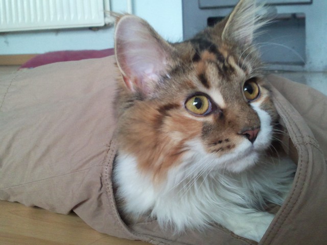 Such für meine Maine Coon Dame einen Deckkater - Deckkater - Föhrden-Barl