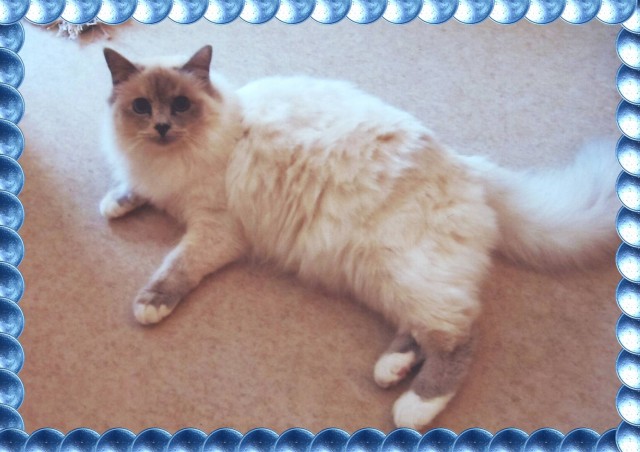Heilige Birma Birmakatze blue-tortie-point sucht neues Zuhause - Birma - Owen