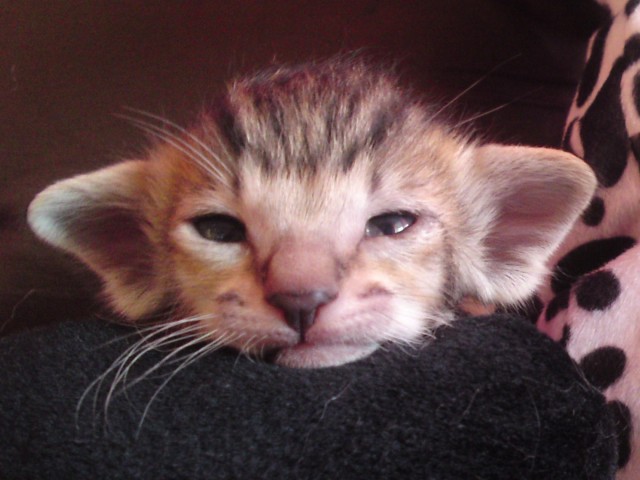 OKH SIAM KITTEN - Orientalische Kurzhaar - Wien