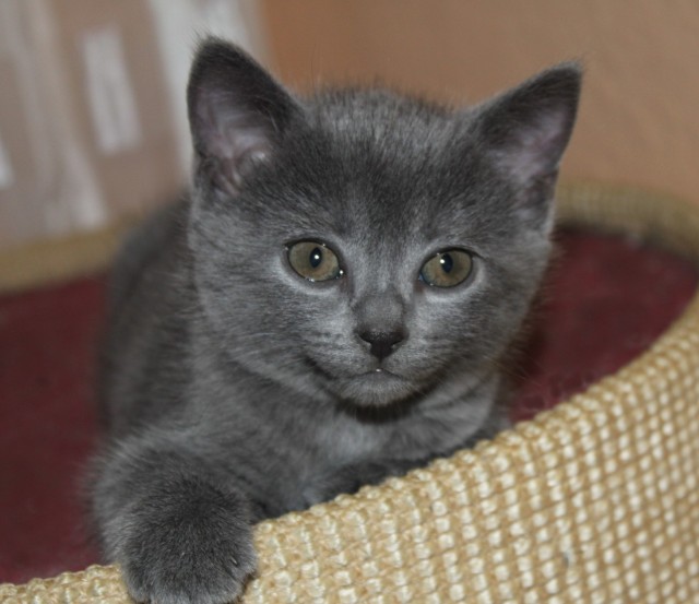 Kartäuser/Chartreux -Berlin - Kartaeuser - Potsdam