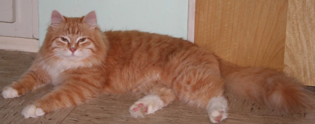 Reinrassige Sibirische Kater 10 Monate jung. - Sibirische Katze - Bad Kreuznach
