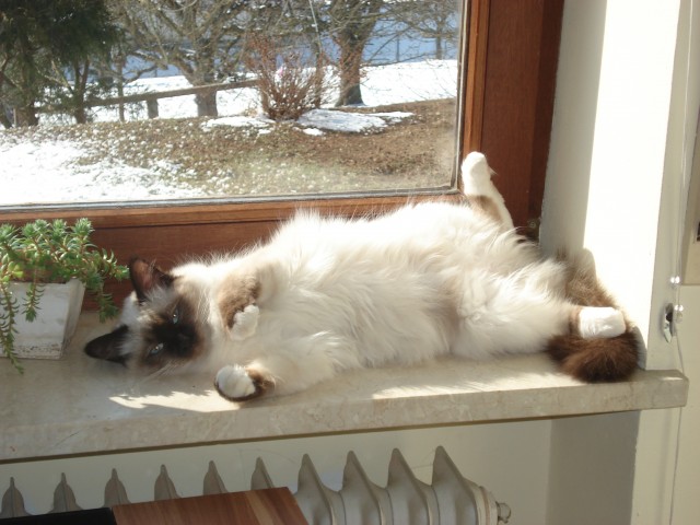 Suche Birma Deckkater! - Birma - Obergriesbach