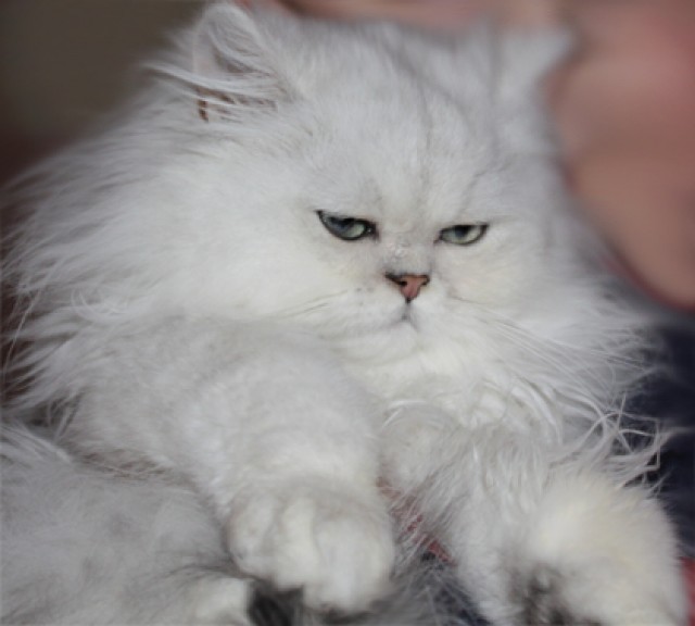 Deckkater Chinchilla Silver-Shadet - Deckkater - Trossingen