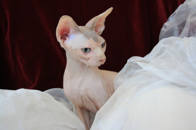 Sphynx kanadische sehr schön Kätzchen - Sphynx - Wien